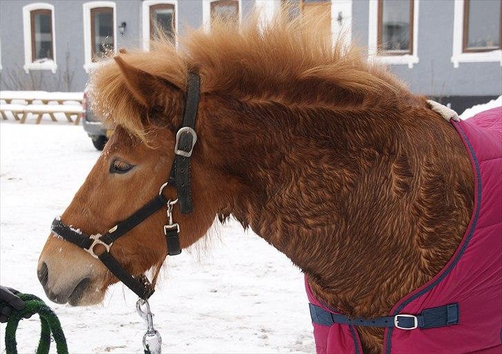 Islænder Gletta fra Stenbjerg.  - Gletta efter en hård ridetur :-) - Foto: Sandra N. Larsen billede 4