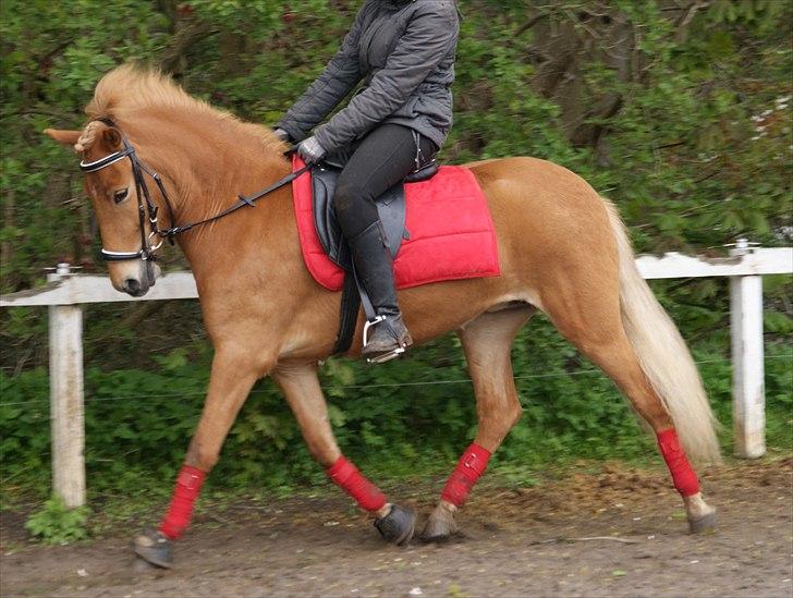 Islænder Gletta fra Stenbjerg.  - sommeren 2010 foto: Sandra N. Larsen :-D billede 6
