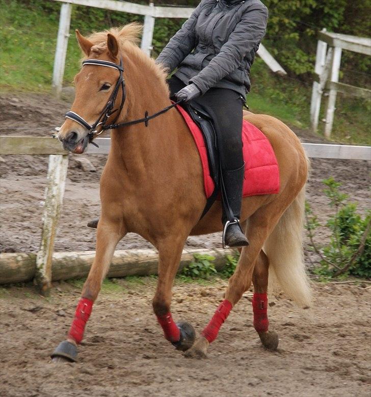 Islænder Gletta fra Stenbjerg.  - Dressur 2010 . Foto: Sandra N. Larsen  billede 7