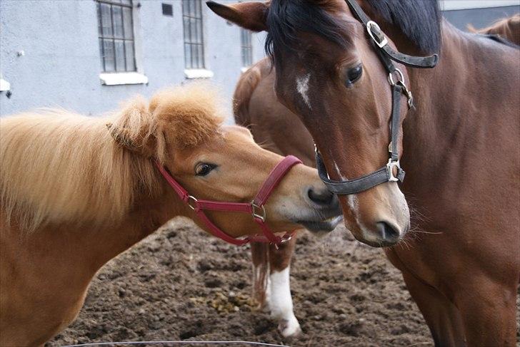 Islænder Gletta fra Stenbjerg.  - Gletta på fold med Chela - Foto: Sandra Larsen. billede 14