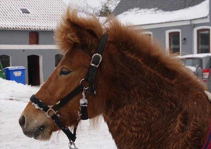 Islænder Gletta fra Stenbjerg.  - Gletta efter vi har redet d.17/2 2011 - Foto: Sandra N. Larsen billede 9