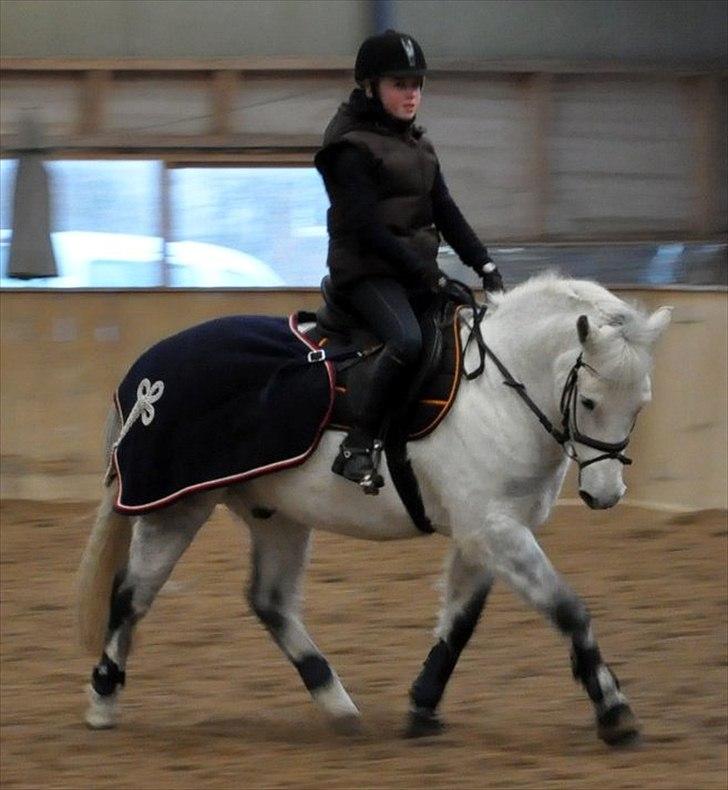 New Forest Oliver<3  billede 2