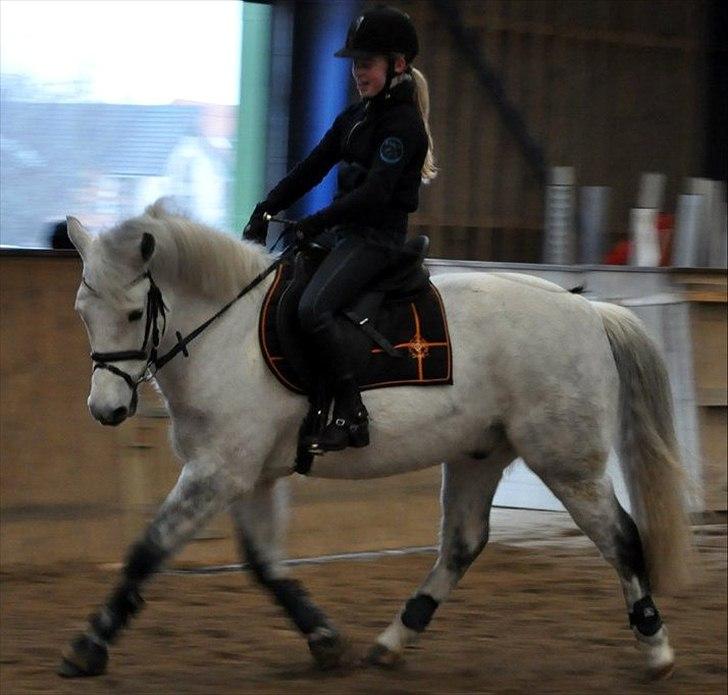 New Forest Oliver<3  billede 3