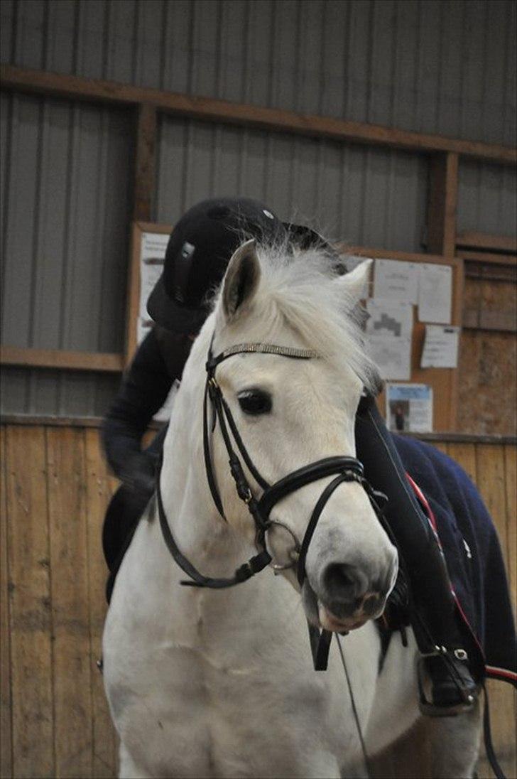 New Forest Oliver<3  billede 4