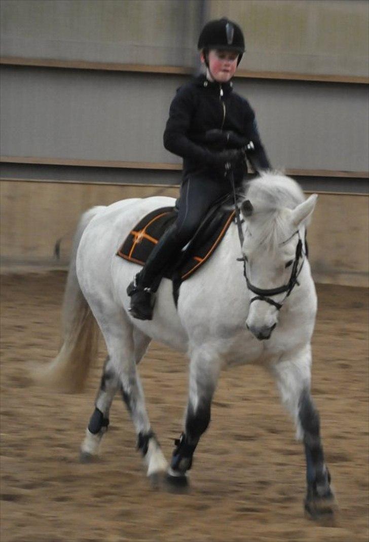 New Forest Oliver<3  billede 5