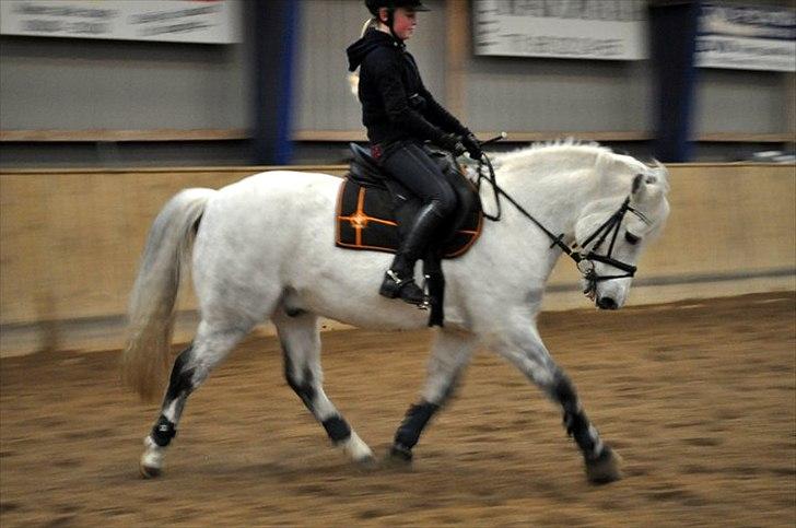 New Forest Oliver<3  billede 6