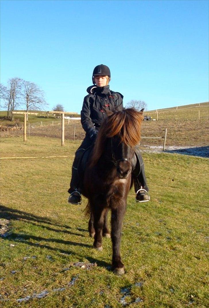 Islænder Perla fra Bagterp billede 12