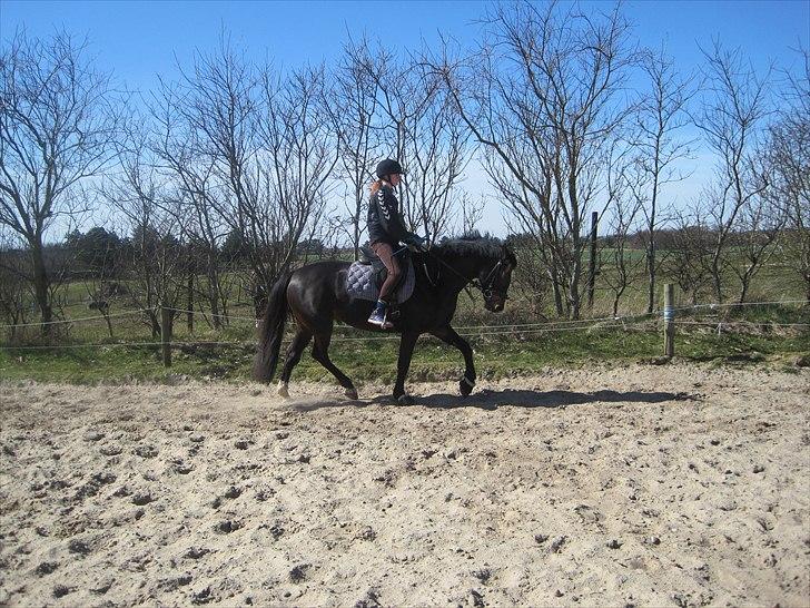 Anden særlig race Houmgaards Shakira<3. - Ride dressur ude for.
 billede 3