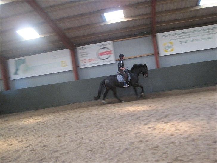 Anden særlig race Houmgaards Shakira<3. - Ride dressur. billede 4