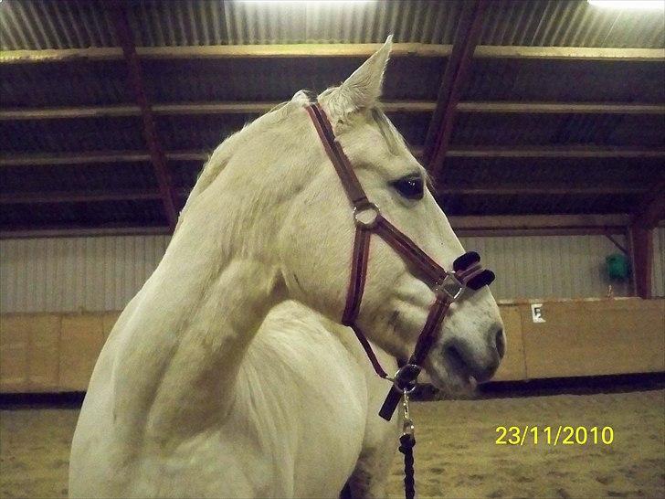 Anden særlig race Bolero (opsagt) billede 4