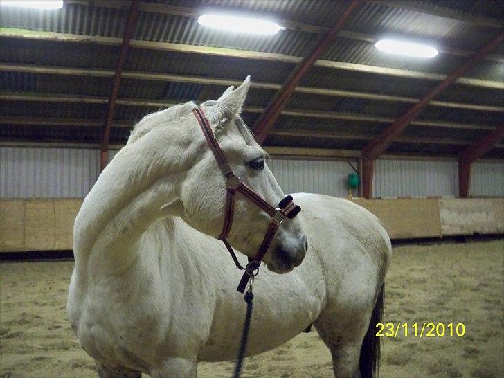 Anden særlig race Bolero (opsagt) billede 5