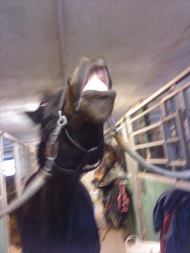 Anden særlig race Houmgaards Shakira<3. - Da hun var færdig med at ride. billede 6