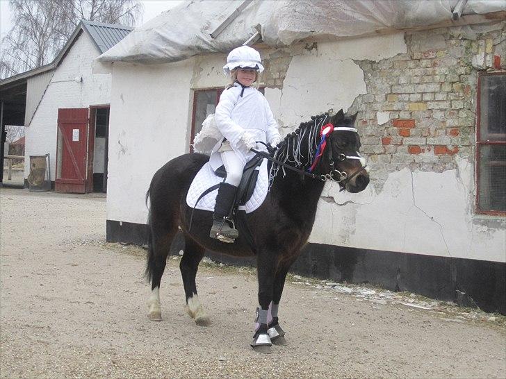 Welsh Mountain (sec A) Englyst Flame  - Fastelavnsstævne :)  billede 14