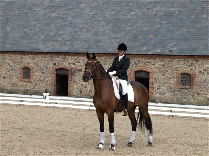 Trakehner Don Nero E. R.I.P - Vilhemsborg 2009 med tidligere ejer billede 3