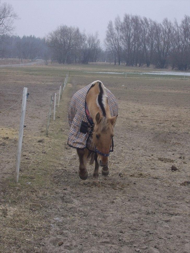 Anden særlig race Smølfie billede 9