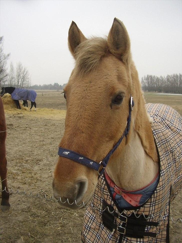 Anden særlig race Smølfie billede 10