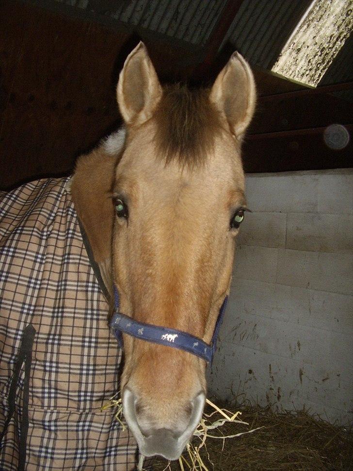 Anden særlig race Smølfie billede 11