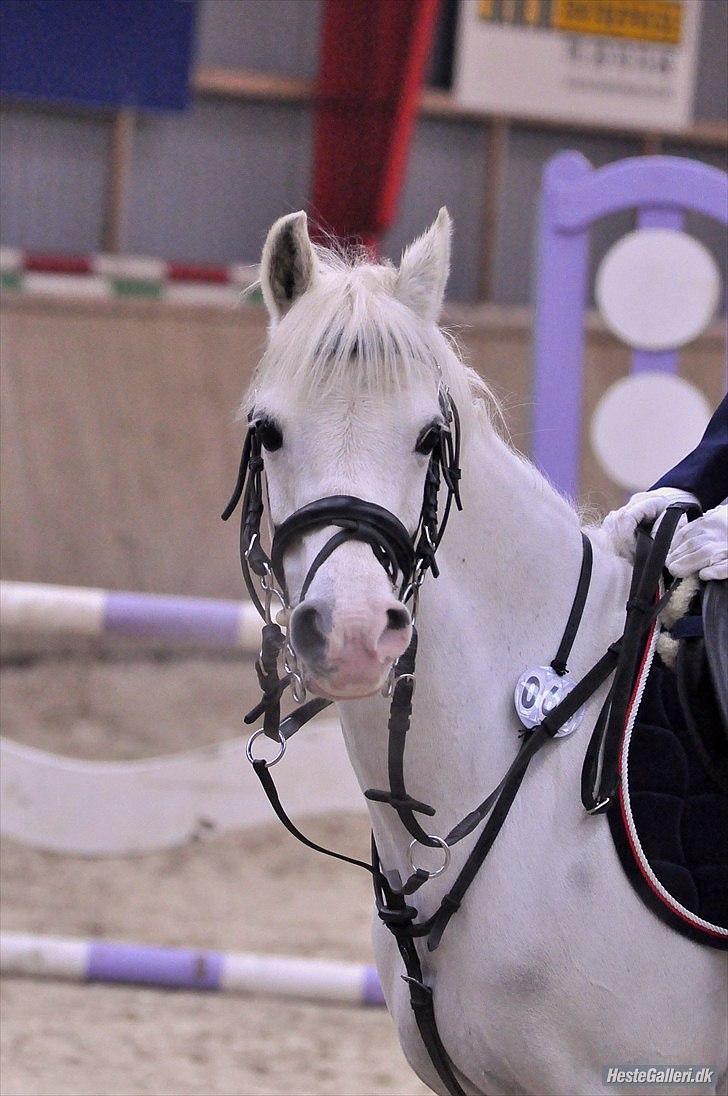 Welsh Pony (sec B) Stendyssen´s sunglimps <3 - søde lille glimmer 2011 billede 10