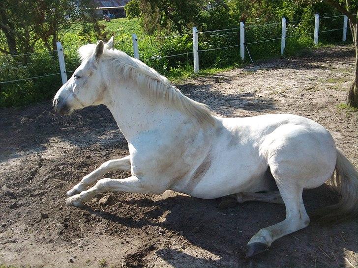 Anden særlig race Aslan. billede 4