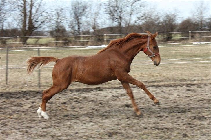 Dansk Varmblod Helios Watzup L - salgsbillede: ... og den op ad bakke galop billede 9