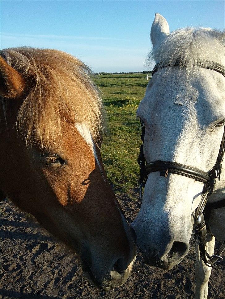 Anden særlig race Aslan. billede 16