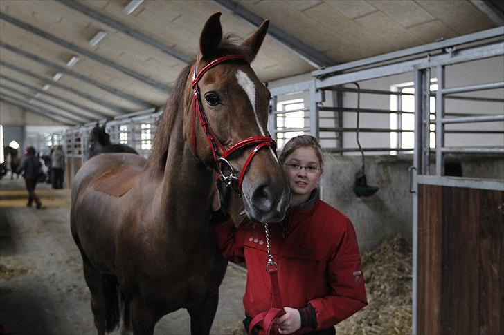 Fuldblod (XX) Sabrina jeg vil altid elske dig!!. RIP:`( - tøsen har fået nyt hovedtøjle foto:Min Far:) billede 14