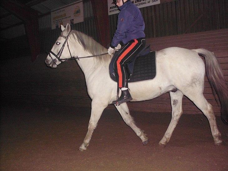 Anden særlig race Bolero (opsagt) - traver med Sisse billede 8