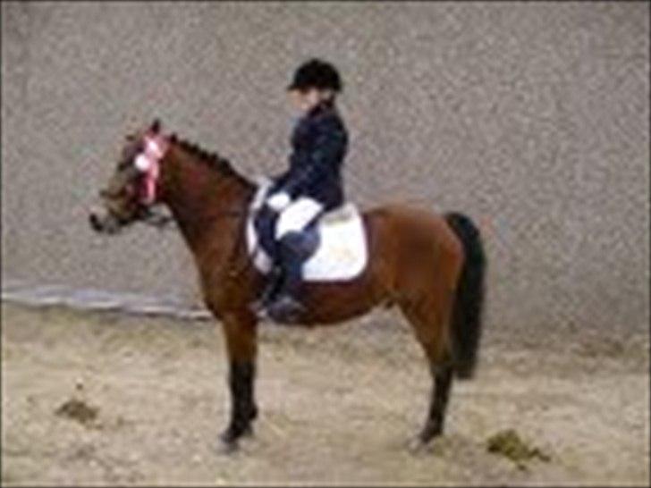 Anden særlig race Buster billede 15