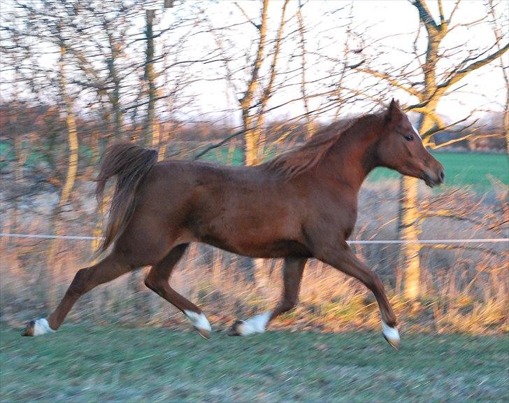 Arabisk fuldblod (OX) Akira El Fabian billede 4