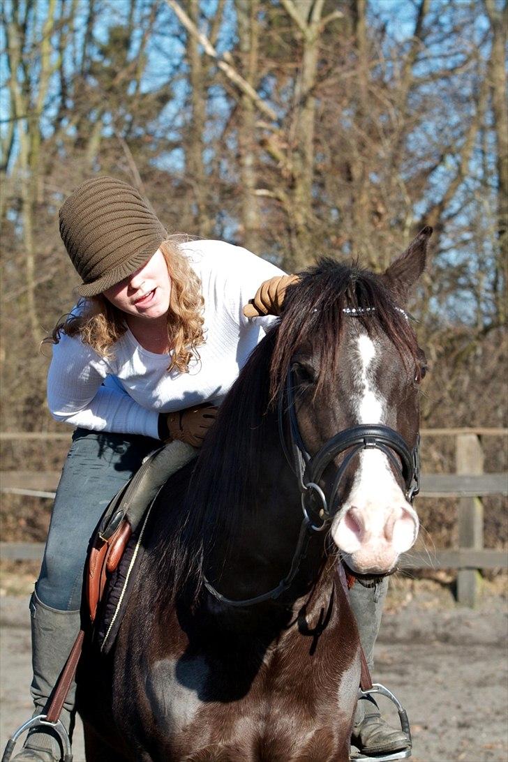 Arabisk fuldblod (OX) Kenzo - Billedet er taget af SP-Foto billede 16