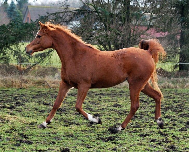 Arabisk fuldblod (OX) Akira El Fabian billede 5