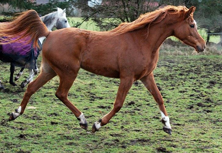 Arabisk fuldblod (OX) Akira El Fabian billede 7