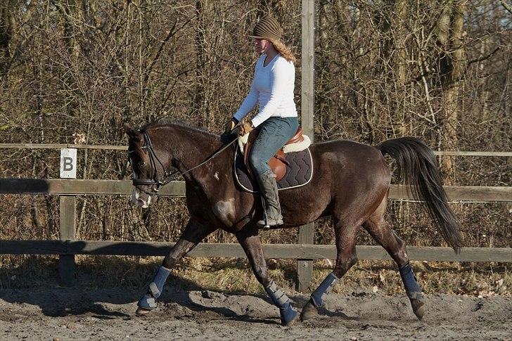 Arabisk fuldblod (OX) Kenzo - Billedet er taget af SP-Foto billede 17