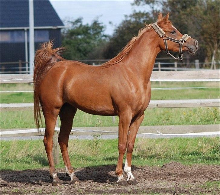 Arabisk fuldblod (OX) Akira El Fabian - Foto - Jani P.  billede 9