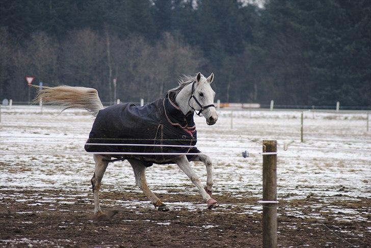 Fuldblod (XX) Silver Instinct (Olli)  - min hest er dejlig. billede 18
