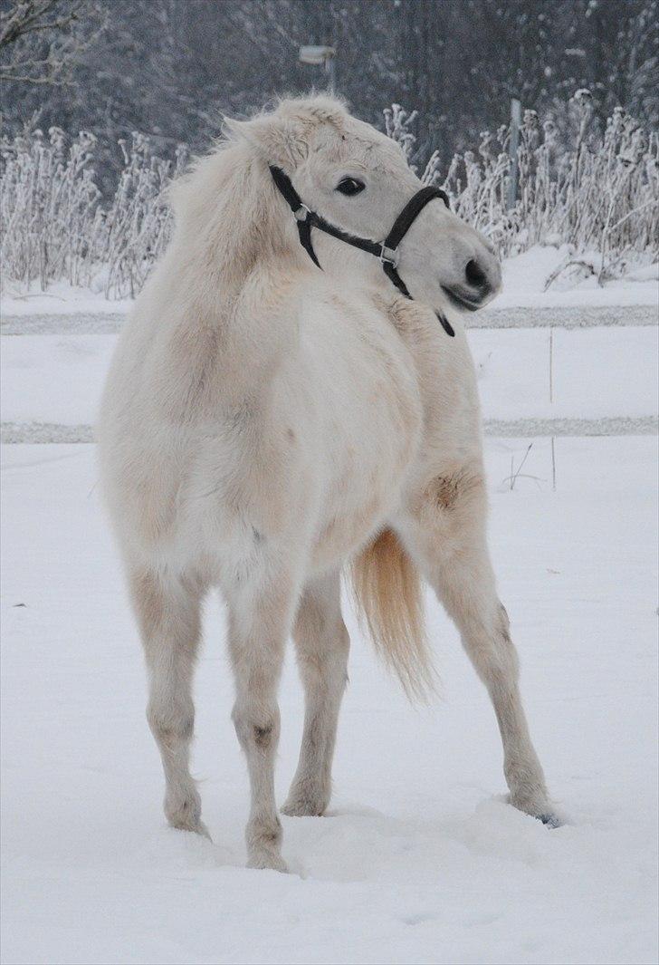 Pura Raza Española Blanca - Blanca i et Bitch-Flip. xP - Foto: Kathrine Frosted billede 15