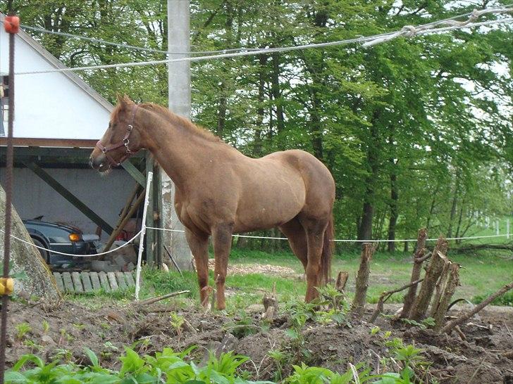 Quarter Skips Bu   *R.I.P* billede 13