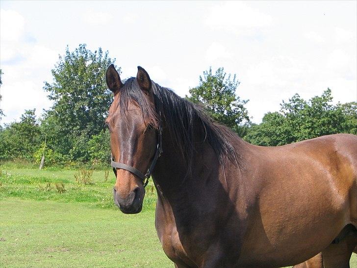 Anden særlig race Skovfodegs Fandango! - På marken <3 taget af: ???Mor??? billede 5