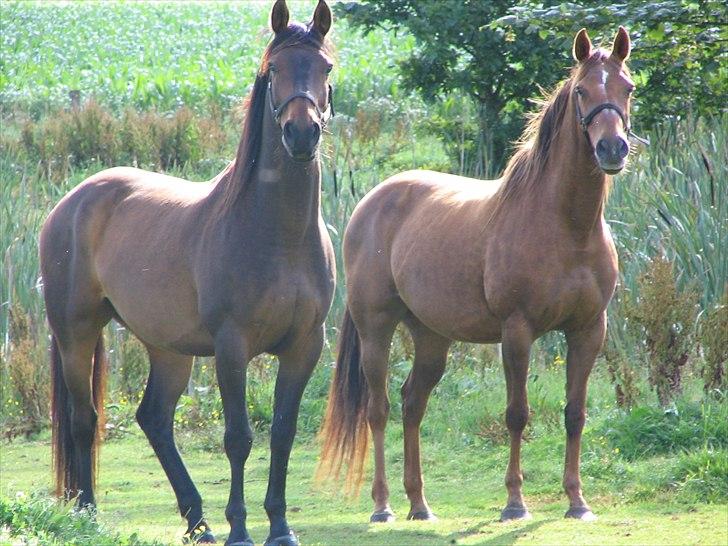 Anden særlig race Skovfodegs Fandango! - Fra venstre: Fandango og så Sissi (han´s mor) Taget af: Mor eller far? billede 6