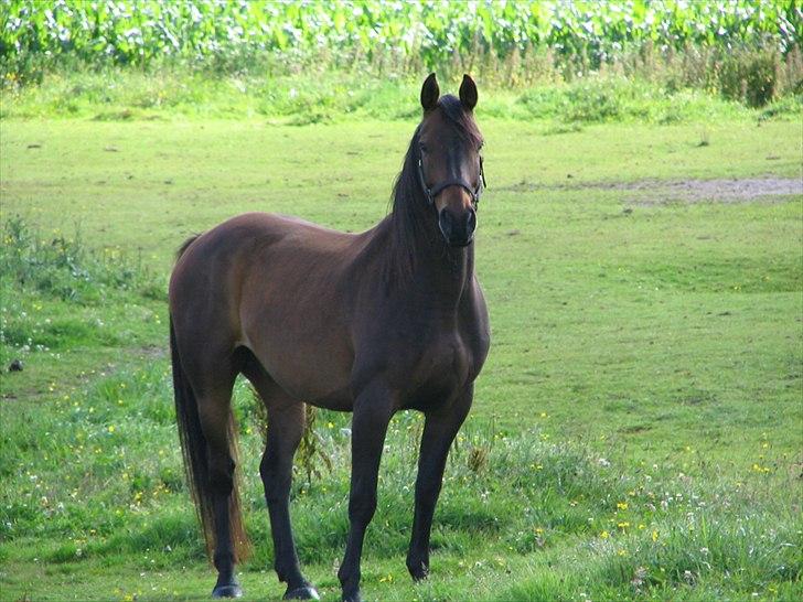 Anden særlig race Skovfodegs Fandango! - På marken igen <3 Taget af: Far eller mor??! billede 7