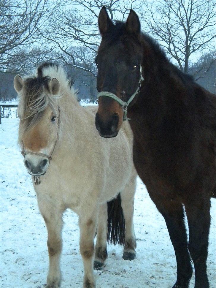 Anden særlig race Skovfodegs Fandango! - Fra venstre: Cora (min store søster´s gamle pony) og så Fandango<3<3 Taget af: Søsteren :-]! billede 8
