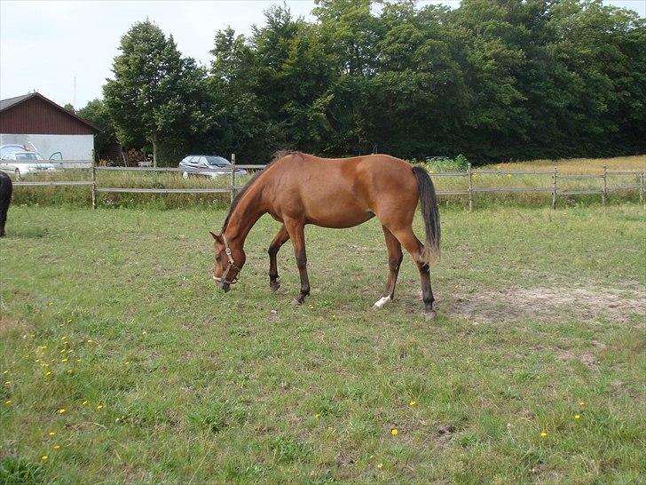 Dansk Varmblod Vida Linda billede 12