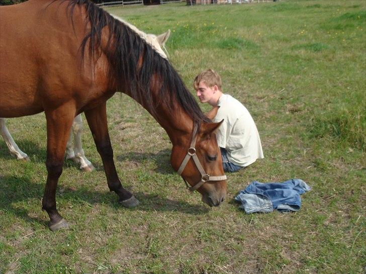 Dansk Varmblod Vida Linda - 2010 billede 14