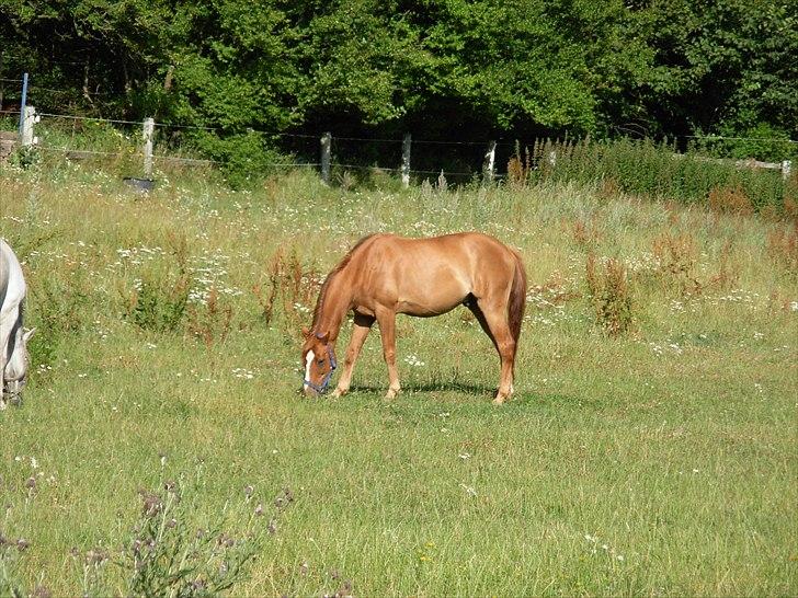 Anden særlig race Smarties<33 R.I.P. - på sommergræs:D billede 13