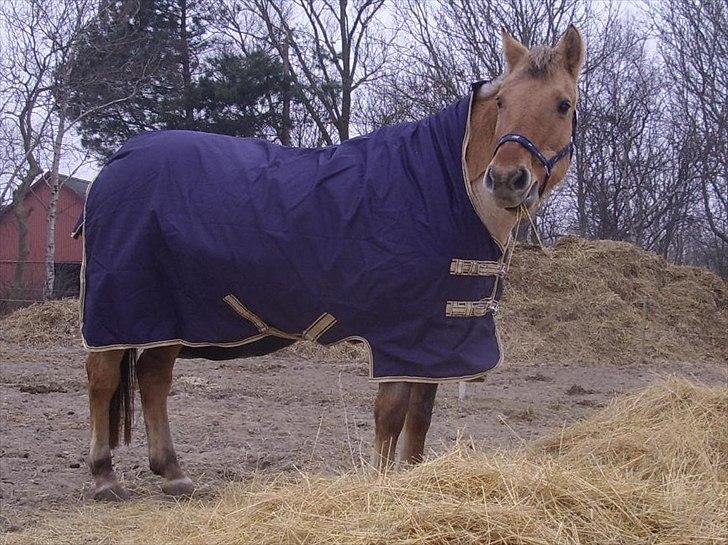 Anden særlig race Smølfie billede 12