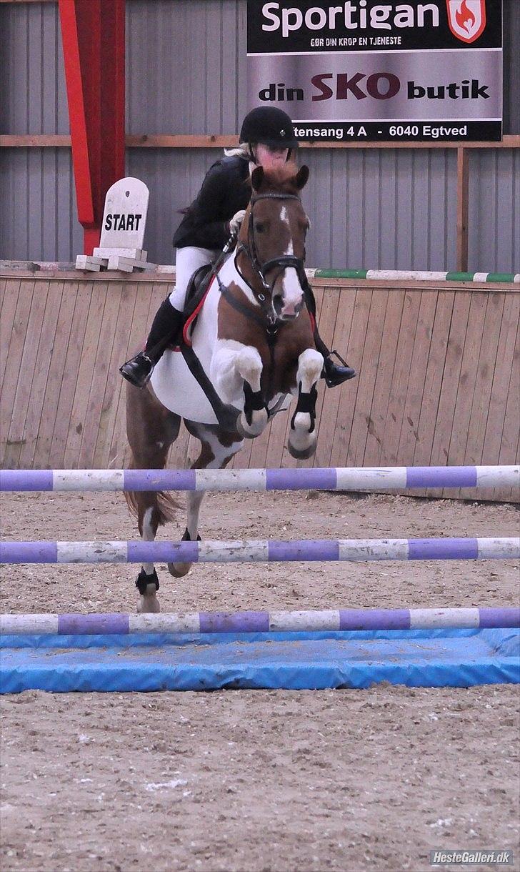 Pinto Scarlett - B-pony - Mig&Scarlett til vores 2 stævne sammen(: - STJERNEPONY!<3 billede 1