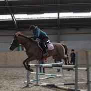 Hollandsk Sportspony Carolien 