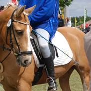 Tysk Sportspony Honeymoon