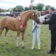 Tysk Sportspony Honeymoon