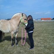 Fjordhest GRRK's Josefine [Tidl. Part]:'(<3